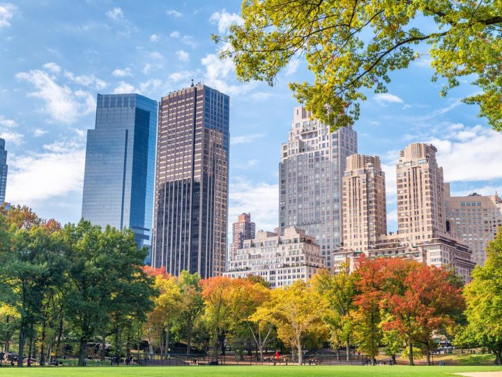 Il mistero di Central Park: trovato l’albero commemorativo per cani e gatti perduti!