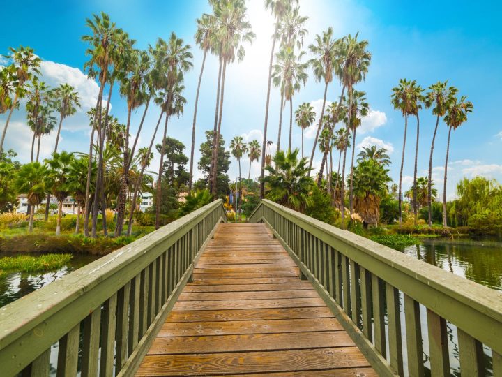 Addio alle palme: la mossa di Los Angeles che sta redefinendo il futuro urbano!