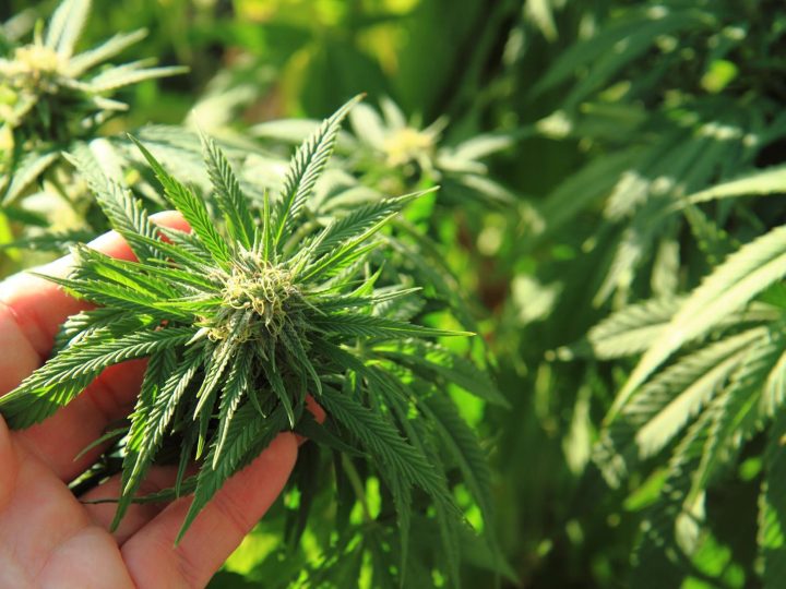 Uruguay: paradiso della cannabis? Guarda cosa è cambiato in 10 anni!