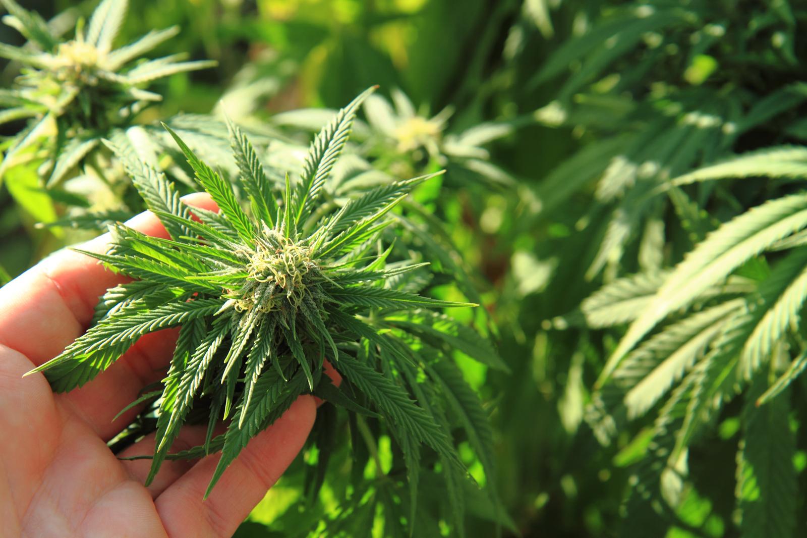 Uruguay: paradiso della cannabis? Guarda cosa è cambiato in 10 anni!